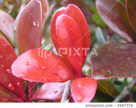 A red new leaf stands out beautifully after raining 3997358