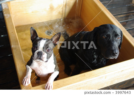 在溫泉放鬆身心 3997643