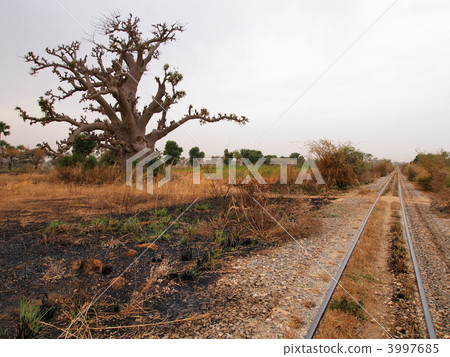 塞內加爾·鐵路和猴麵包樹 塞內加爾·鐵路和猴麵包樹 3997685