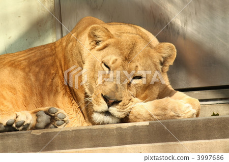 在休息期間的一頭母獅子在京都市動物園 在休息期間的一頭母獅子在京都市動物園 3997686