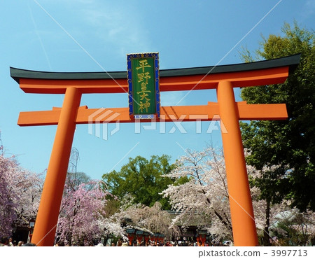 京都春天平野神社 京都春天平野神社 3997713