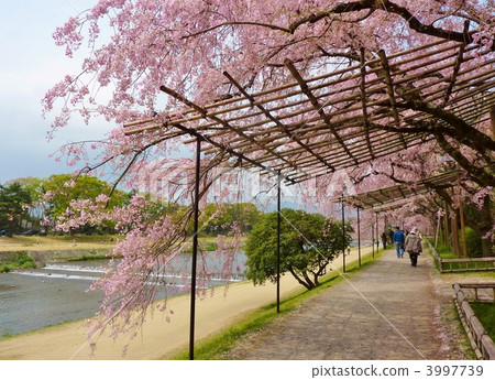 Sakura shelf in Kamogawa Sakura shelf in Kamogawa 3997739