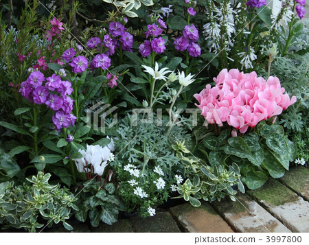flower bed  3997800