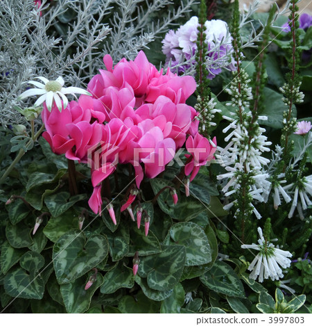 flower bed  3997803