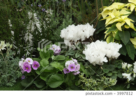 flower bed  3997812