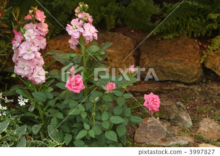 flower bed  3997827