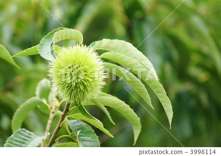 The young chestnuts in summer grew bigger in size. 3998114