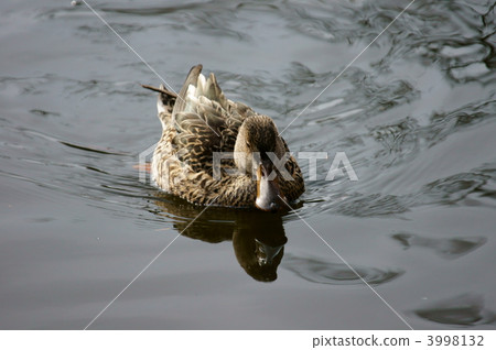 Ladybirds bamboo bitch female 3998132