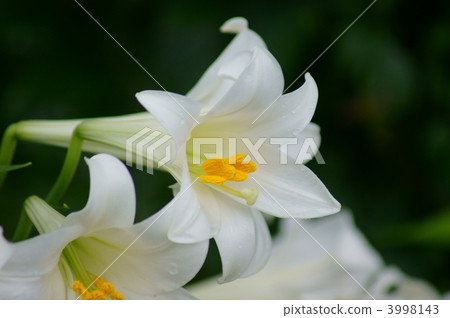 相當純淨的白花男孩尤里 相當純淨的白花男孩尤里 3998143