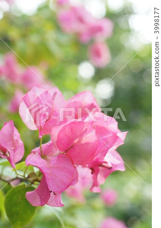 bougainvillea, bougainvillaea, bright 3998177