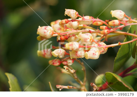 ericales, princess strawberry, princess strawberry tree 3998179