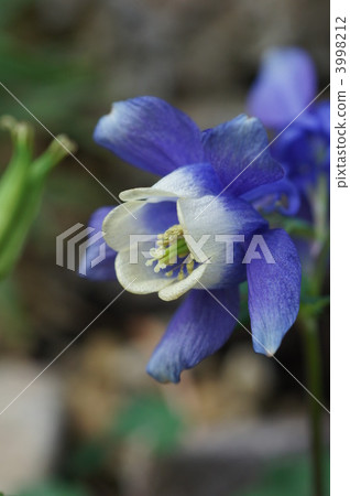 fan columbine, bloom, columbine 3998212