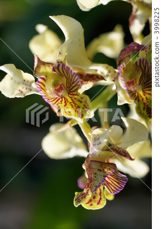 western orchids, tropical plants, orchid 3998225