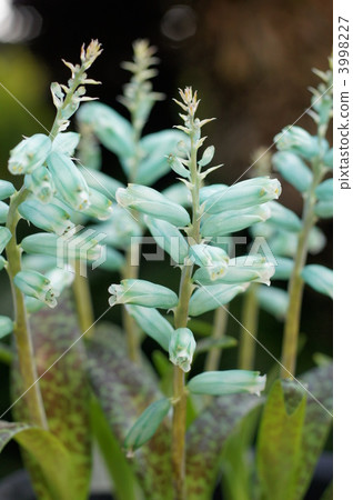 rashunaria willi di philo la, bloom, blossom 3998227