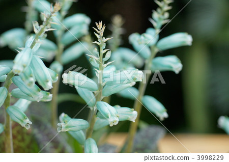 rashunaria willi di philo la, bloom, blossom 3998229