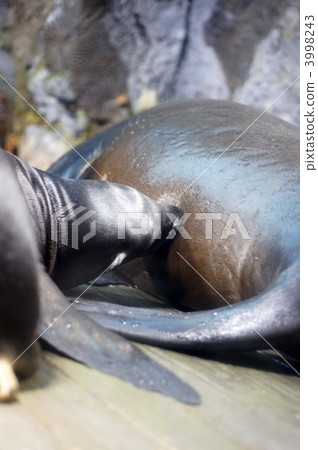 父母和小孩 親子 三圃制中的耕地 3998243