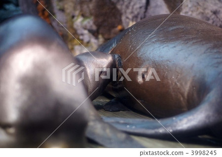 父母和小孩 親子 三圃制中的耕地 3998245