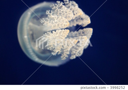 水母 海洋生物 觸鬚 3998252