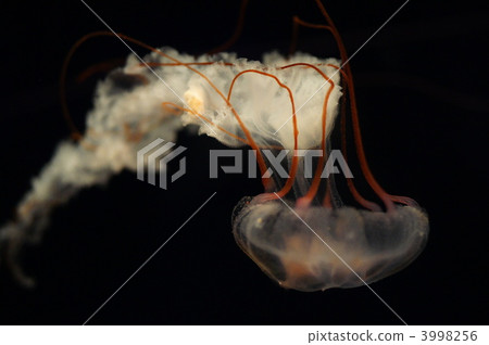 海洋生物 水母 美杜莎 3998256
