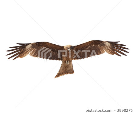 托比（白色）背飛身姿勢 3998275