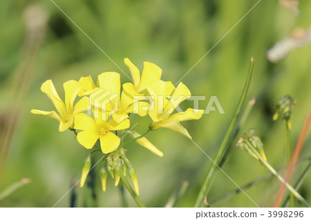 大黃花醋 3998296