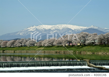 首先看看Shiraishi River Senbonzakura 4000146