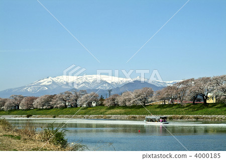 First look at the Shiraishi River Senbonzakura First look at the Shiraishi River Senbonzakura 4000185
