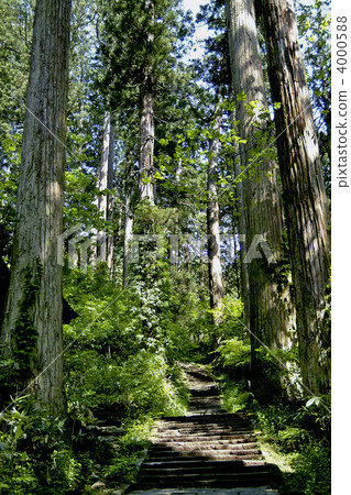 Cedar trees and cobblestones 4000588