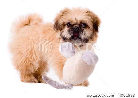 Playfull pekingese dog 4001658