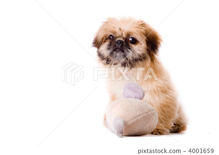 Pekingese dog wants to play 4001659