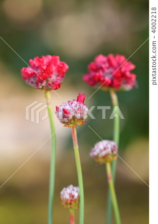 Almeria Almeria 4002218