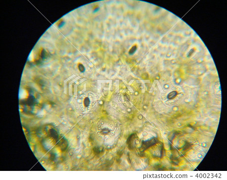 Camellia leaf pore 4002342