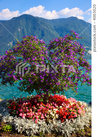Beautiful tree with flowers Beautiful tree with flowers 4003020