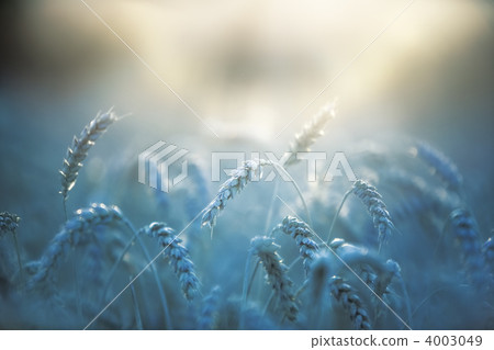 Wheat close-up Wheat close-up 4003049
