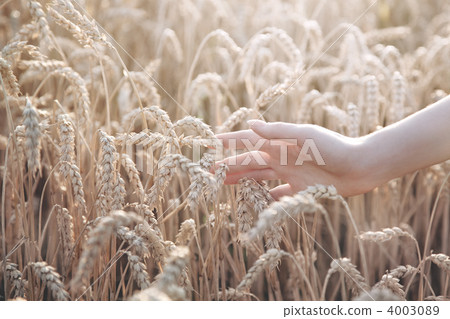 Woman hand with ear of wheat Woman hand with ear of wheat 4003089