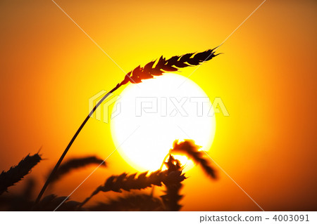 Eer of wheat Eer of wheat 4003091