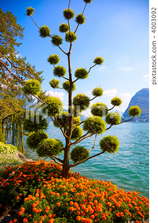 Beautiful decorative tree Beautiful decorative tree 4003092