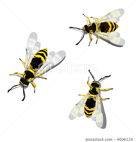 German wasps German wasps 4006129