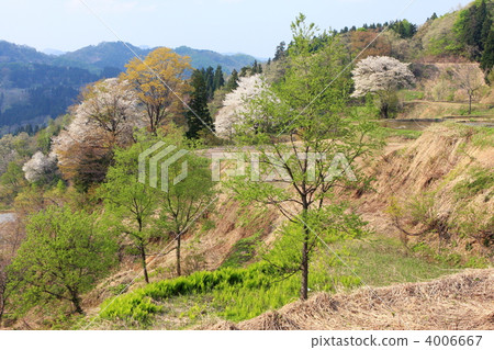 櫻花與新鮮的綠色和水稻梯田 4006667