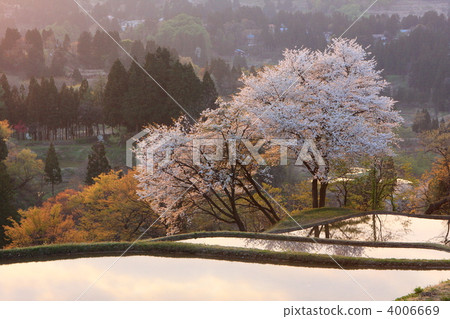 日落時分的露台上的櫻花盛開 4006669