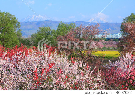 Genpei桃子 Genpei桃子 4007022