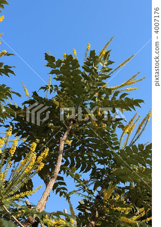 Hiiragi南部 Hiiragi南部 4007176