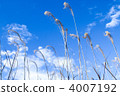 japanese pampas grass, blue sky, blue 4007192