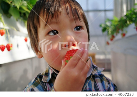 草莓採摘 4007223