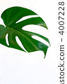 monstera, herbaceous, foliage 4007228