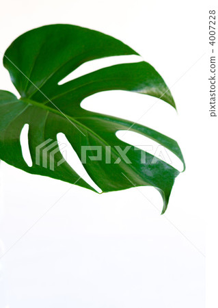 蓬萊蕉 草地 草 4007228