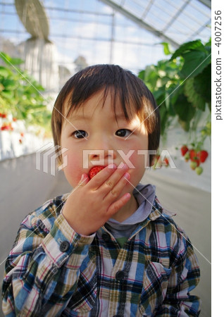 草莓採摘 4007256