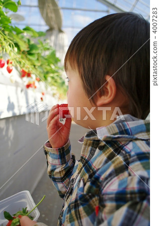 草莓採摘 4007283