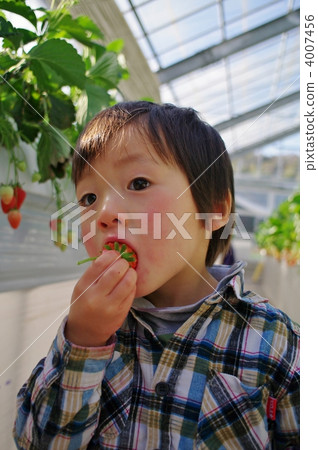 Strawberry picking Strawberry picking 4007456