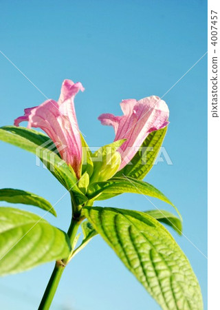Ruelia Ruelia 4007457